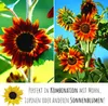 Farbenfrohe Sonnenblumen Samen mit hoher Keimrate - Produktbild-Vorschau 5