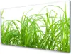Acrylglasbilder 100x50 Wandbild Druck Gras Natur Produktbild-Vorschau 1