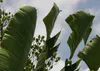 SAFLAX - Baum des Reisenden - Ravenala madagascariensis - 8 Produktbild-Vorschau 8
