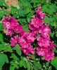 Lavatera x olbia 'Bredon Springs', Strauchmalve, rosa, ca. Produktbild-Vorschau 4