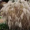 Bloomique - Lot de 3 - Miscanthus Sinensis - Roseau fleuri Voir les images du produit 3
