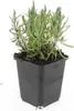 Lavendel Lavandula angustifolia 'Munstead' – 48 Pflanzen – Produktbild-Vorschau 4
