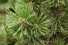 Pinus mugo 'Mops', Bergkiefer, kompakt, ca. 9x9 cm Topf Produktbild-Vorschau 6