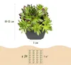 Green boutiQ - 6x Sempervivum Big Sam - Hauswurz Big Sam - Produktbild-Vorschau 2