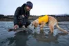 Giubbotto di salvataggio Ruffwear Float Coat, Anteprima dell’immagine prodotto 11