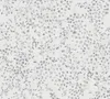 Tapete Florentin Blumen M1-No.11310 Vlies Grau Weiß Tadessi Produktbild-Vorschau 4