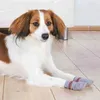 Trixie Hundesocken - Grau - XXS-XS Produktbild-Vorschau 2