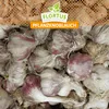 Artikelbild 4 von 'XXL Winterpflanzknoblauch Violett de Lautrec' Produktbild-Vorschau