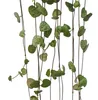 Zimmerpflanze zum Hängen Ceropegia woodii Leuchterblume Produktbild-Vorschau 2