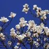 Magnolia Alba Superba 2L Podgląd zdjęcia produktu 3