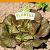 Artikelbild 6 von 'Winterkopfsalat Baquieu' aus der Kategorie Kopfsalatsamen Produktbild-Vorschau