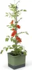 Gusta Garden TOM TOMATO 3er-Set dunkelgrün Produktbild-Vorschau 2