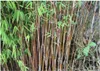 Stauden Gänge 3 x Fargesia jiuzhaigou 'Genf/Geneve/Red Produktbild-Vorschau 4