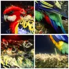 Bilder auf glas - Papagei Vogel Feder - 60x60cm - Produktbild-Vorschau 8