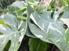 Monstera Thai Constellation 50-60 cm białe nakrapiane Podgląd zdjęcia produktu 6