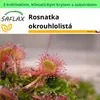 SAFLAX Garden to go - Rosnatka okrouhlolistá - Drosera Náhled obrázku produktu 11