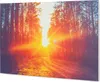 A sunbeam shines through a forest, illuminating a dirt path. Náhľad obrázku produktu