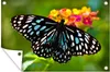 Gartenposter - 120x80 cm - Blauer Tiger Schmetterling  - Produktbild-Vorschau 2