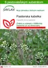 SAFLAX - pastierska kabelka - Capsella bursa-pastoris - Náhľad obrázku produktu 1