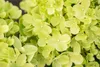 Hydrangea paniculata 'Little Lime', Rispenhortensie, Produktbild-Vorschau 14