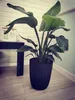 A plant in a pot on a wooden floor next to a table. Voir les images du produit