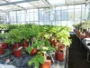 Kaki Baum Bonsai 50 - 60 cm Sorte "Rojo Brilliante" Produktbild-Vorschau 9