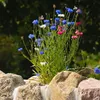 Kornblume Gefüllte Mischung Samen - Centaurea cyanus - Produktbild-Vorschau 4