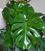 A close-up view of large, glossy green leaves with natural splits and holes, characteristic of a Monstera plant. Náhľad obrázku produktu