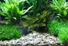 Dennerle 5 kg Naturkies Plantahunter Rio Xingu 2-22 mm - Produktbild-Vorschau 4