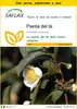 SAFLAX Insieme di coltivazione - Pianta del tè - 6 semi - Anteprima dell’immagine prodotto 1