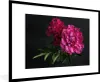 MuchoWow® Gerahmtes Poster Pfingstrosen - Stillleben - Rosa Produktbild-Vorschau 1