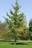 Ginkgo biloba 'Fastigiata', Fächerblattbaum, 100–125 cm Produktbild-Vorschau 1