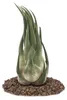 Tillandsia seleriana - voľne rastúca rastlina - extra veľká Náhľad obrázku produktu 1