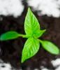 A close-up view of a young green seedling growing in dark soil. Produktbild-Vorschau