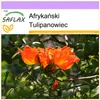 SAFLAX - Afrykański Tulipanowiec - 30 Nasiona - Spathodea Podgląd zdjęcia produktu 10