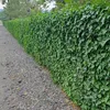 Irský brectan velkolistý (Hedera hibernica) - popínavá Náhľad obrázku produktu 1