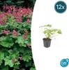 Bodendecker - Balkan-Storchschnabel - Geranium macrorrhizum Produktbild-Vorschau 1