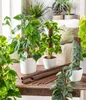 Dehner Efeutute, Epipremnum aureum, kletternde Produktbild-Vorschau 4