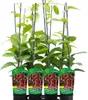 Four potted plants with red berries and green leaves, supported by stakes, are arranged in a row against a white background. Produktbild-Vorschau