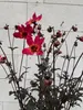 Dahlie Mystic Sparkler - Dahlia Mystic Sparkler Produktbild-Vorschau 3