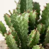 Trendyplants - Euphorbia Acrurensis - Kaktus - Výška 40-60 Náhľad obrázku produktu 3