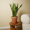 Bloomique - Sansevieria Laurentii - Bogenhanf - Sukkulenten Produktbild-Vorschau 2