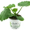 Enseleits 2er Set Zucchini Pflanze grün (Cucurbita pepo), Produktbild-Vorschau 3