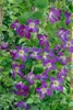 Clematis viticella, Italienische Waldrebe, 60–100 cm, Produktbild-Vorschau 10