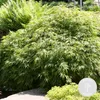 Bloomique - Acer Palmatum Emerald Lace - Klon japoński - Podgląd zdjęcia produktu 2