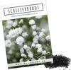 Schleierkraut Samen mehrjährig & winterhart (Gypsophilia Produktbild-Vorschau 1