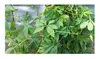 10x Cyclanthera pedata Hörnchenkürbis Garten Pflanzen - Produktbild-Vorschau 6