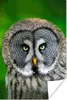 MuchoWow® Poster Vogel - Eule - Tiere - Braun - Porträt Produktbild-Vorschau 1