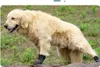 INF Scarpe Impermeabili Antiscivolo per Cani - Set da 4, Anteprima dell’immagine prodotto 7