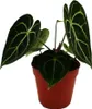 Fiore di clematide - Anthurium clarinervium - Fiore di Anteprima dell’immagine prodotto 2